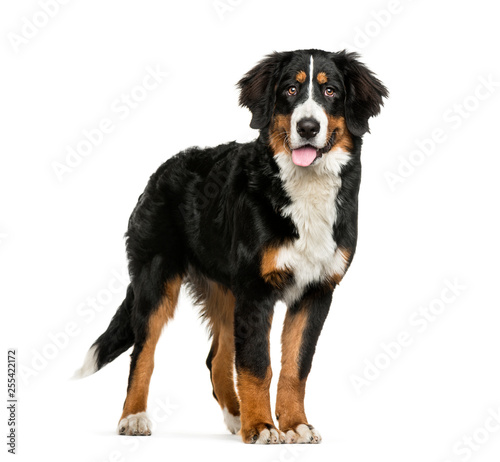 Standing Bernese Mountain Dog, 6 months old, in front of white background