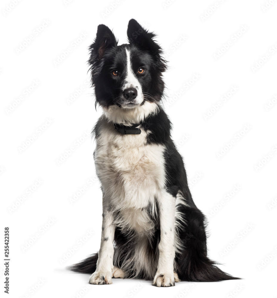 Border Collie, 1 year old, sitting in front of white background Border Collie, 1 year old, sitting in front of white background