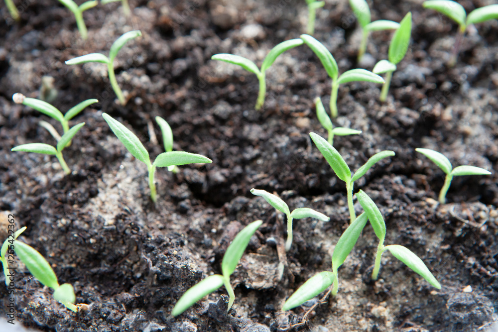 Selective close-up of green seedling. Green salad growing from seed Selective close-up of green seedling. Green salad growing from seed