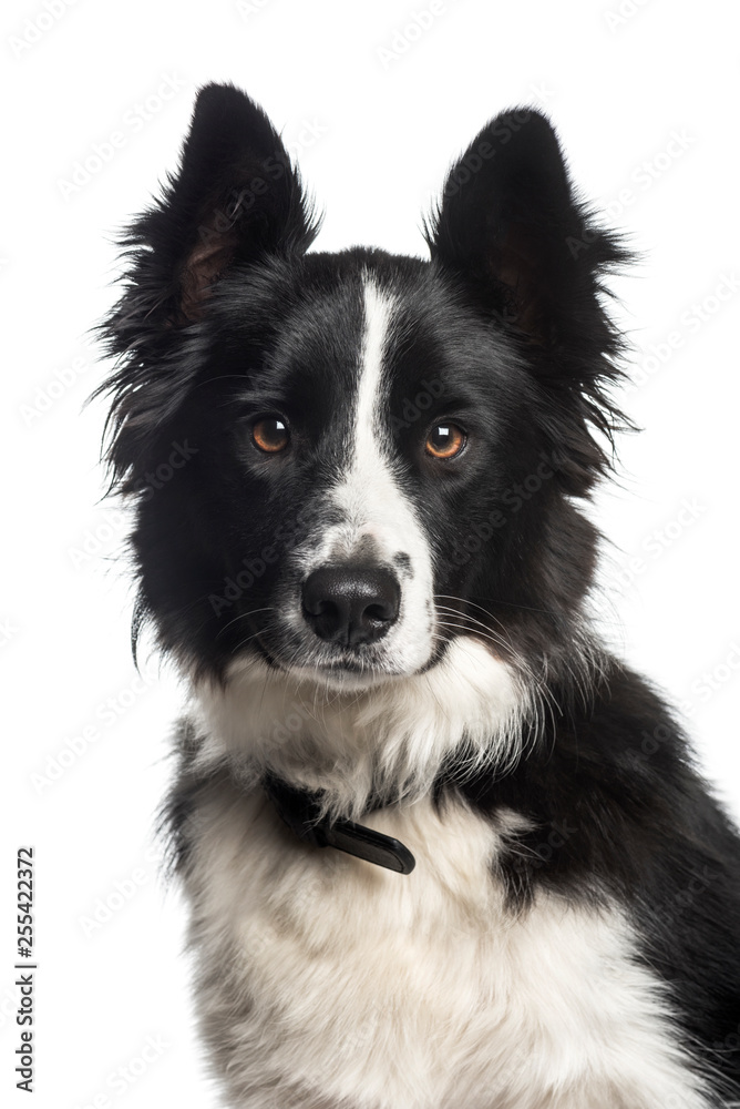 Border Collie, 1 year old, in front of white background