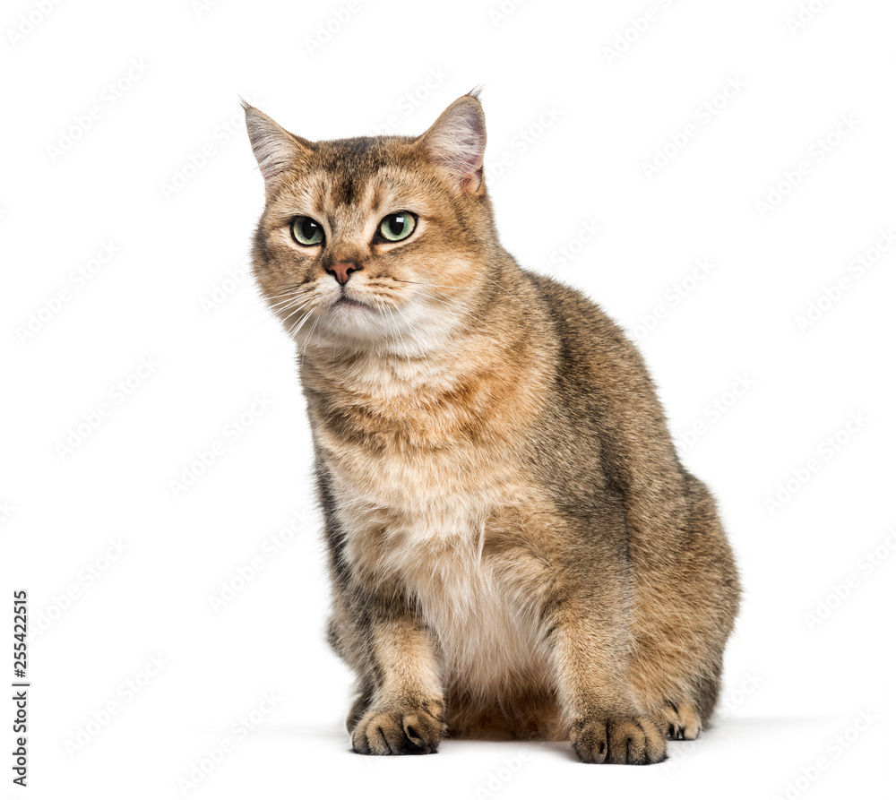 British Shorthair, 1 year old, sitting in front of white backgro