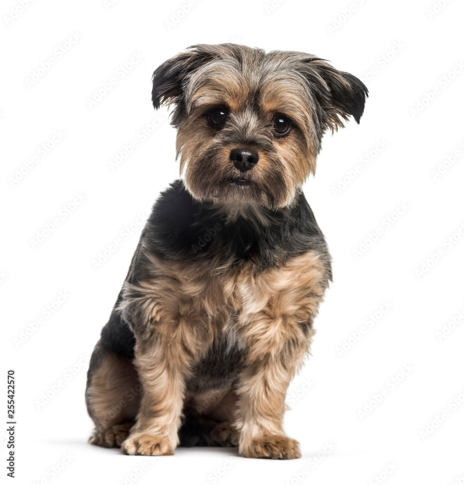 Mixed-breed dog, 3 years old, sitting in front of white backgrou Mixed-breed dog, 3 years old, sitting in front of white backgrou