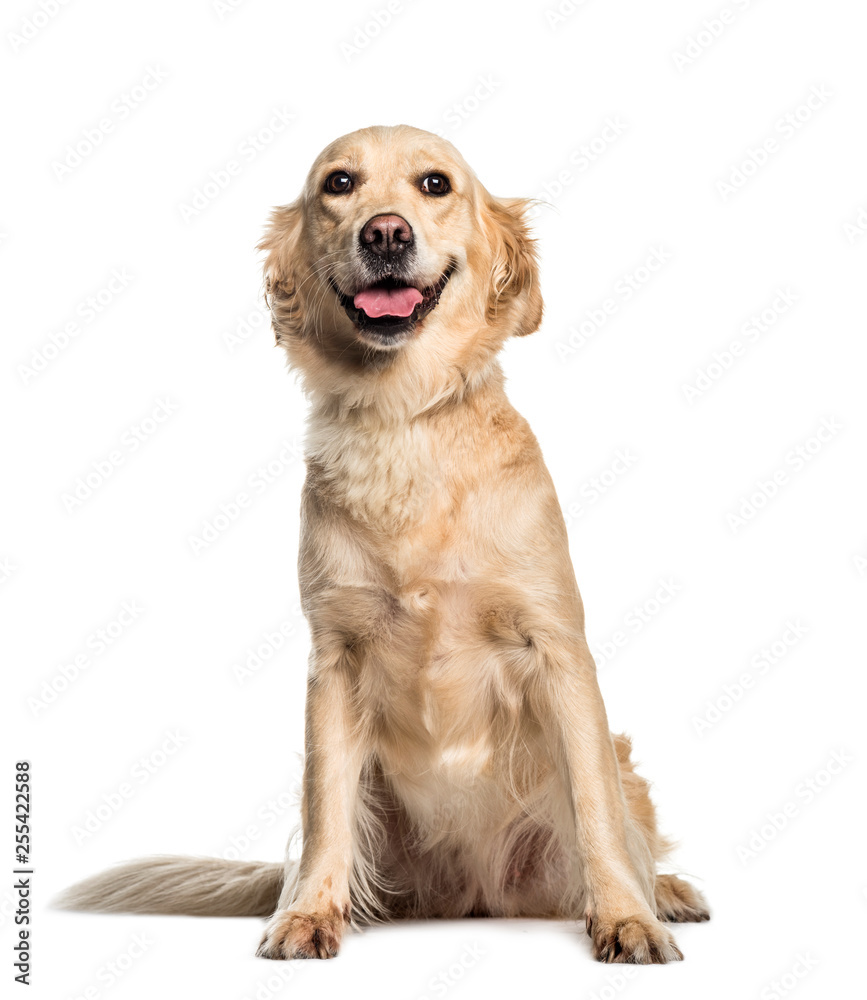 Golden Retriever, 2 years old, sitting in front of white backgro Golden Retriever, 2 years old, sitting in front of white backgro