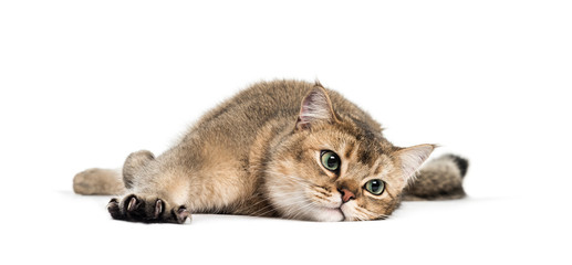 British Shorthair, 1 year old, stretching his Claws lying in fro