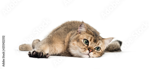 British Shorthair, 1 year old, stretching his Claws lying in fro