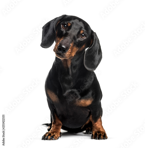 Dachshund, sausage dog, 1 year old, sitting in front of white ba