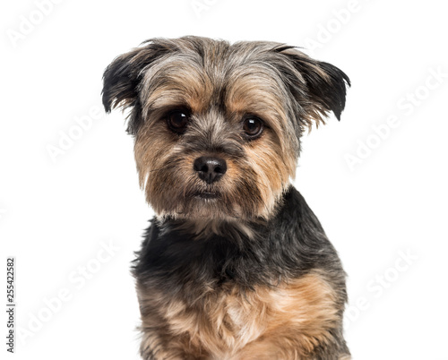 Mixed-breed dog, 3 years old, in front of white background