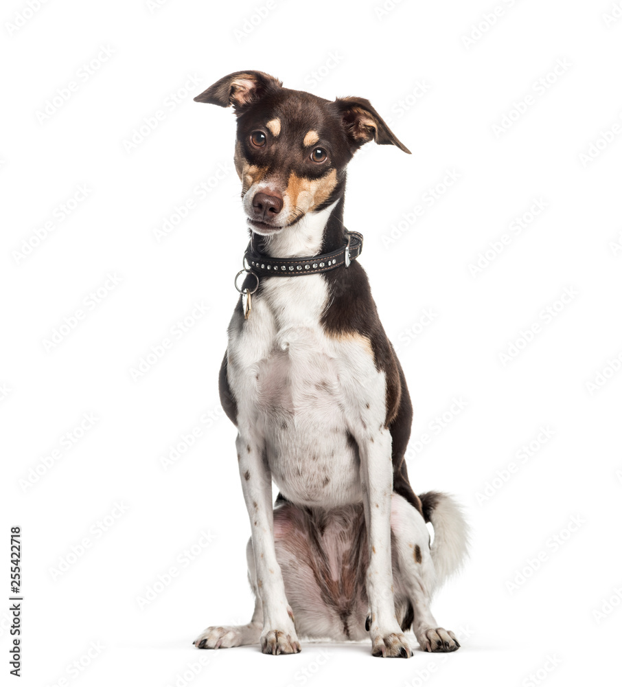 Mixed-breed dog, 2 years old, sitting in front of white backgrou