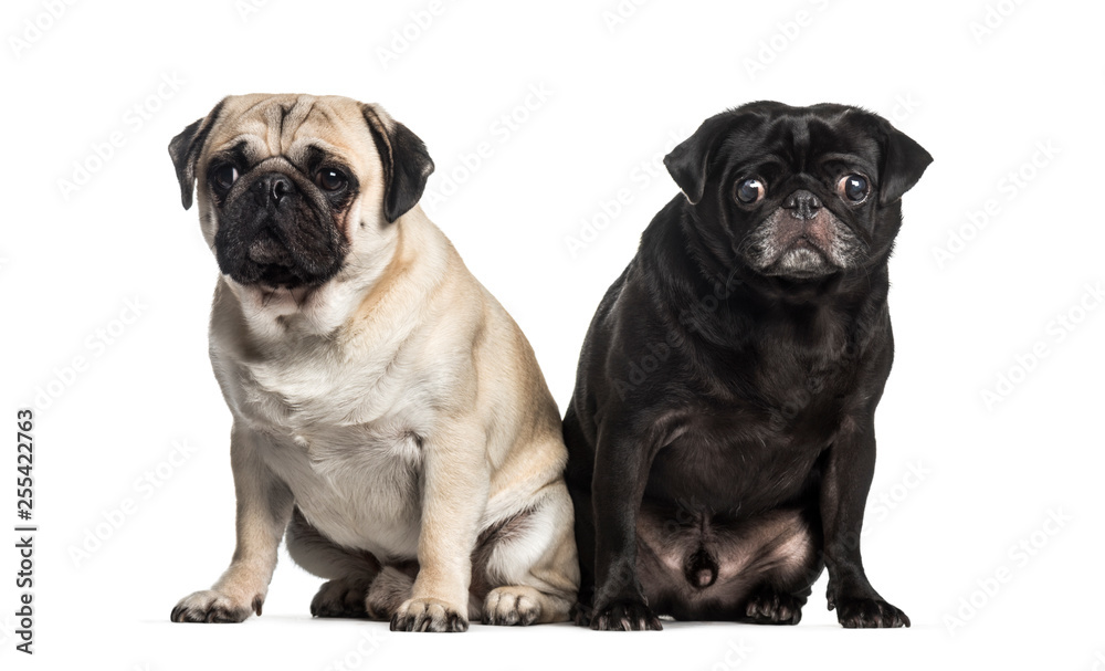 Obraz premium Pug, 2 years and 4 years old, sitting in front of white backgrou