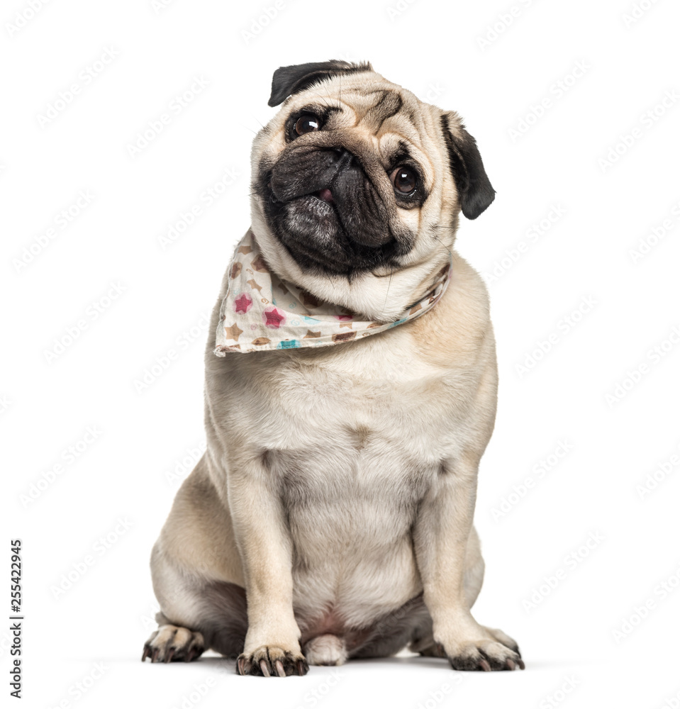 Pug, 3 years old, sitting in front of white background