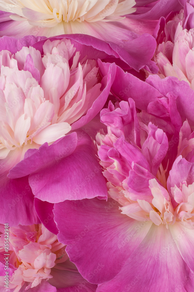 peony flower backgrounds