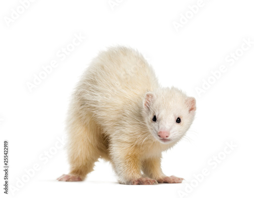 Ferret, 1 year old, in front of white background