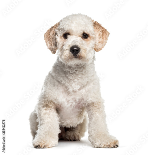 Labradoodle, 1 year old, sitting in front of white background