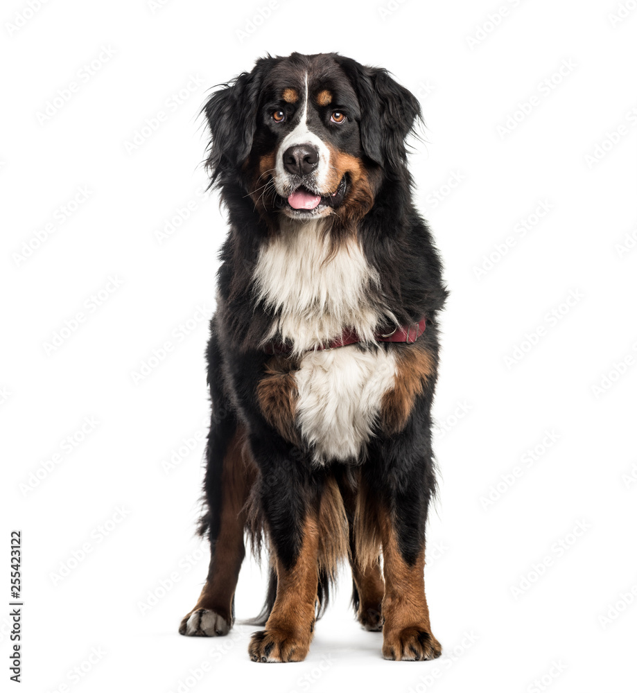 Bernese Mountain Dog, 2 years old, in front of white background