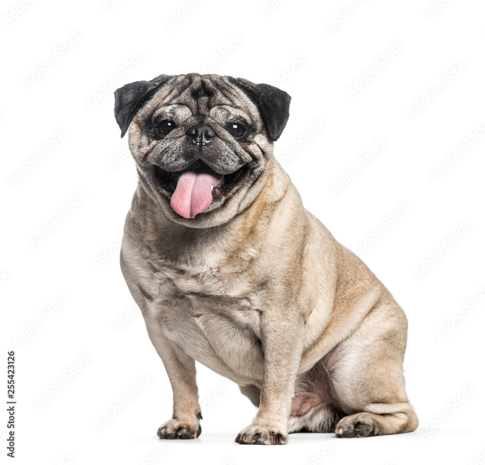 Pug, 7 years old, sitting in front of white background