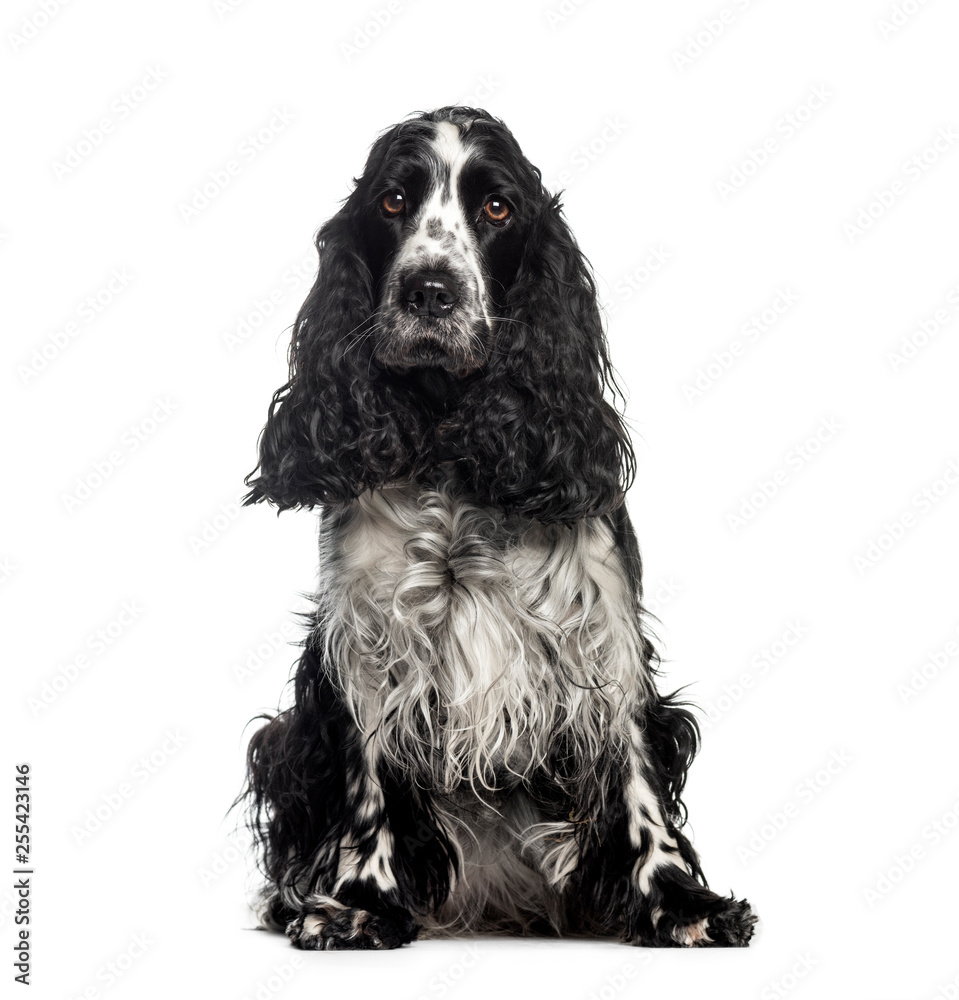 Cocker Spaniel, 3 years old, sitting in front of white backgroun Cocker Spaniel, 3 years old, sitting in front of white backgroun