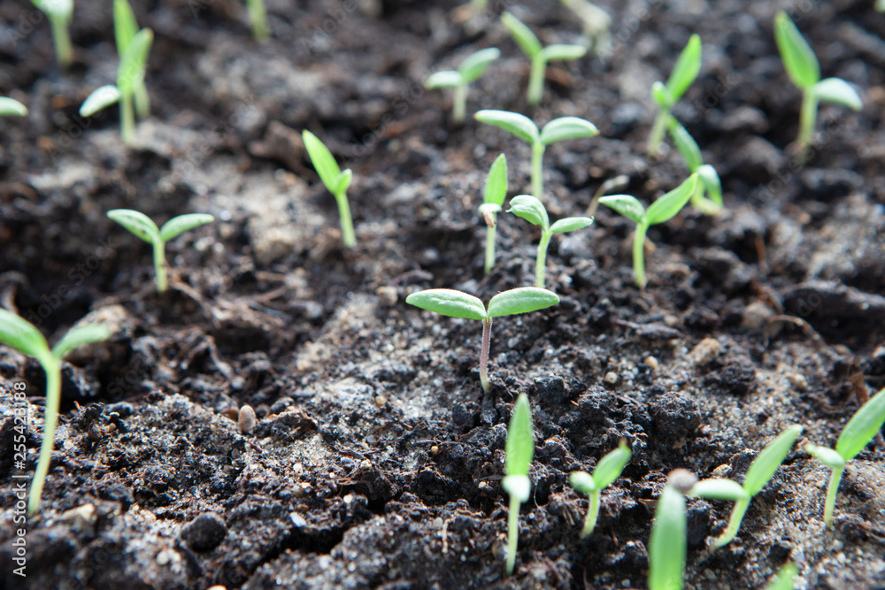 Selective close-up of green seedling. Green salad growing from seed Selective close-up of green seedling. Green salad growing from seed