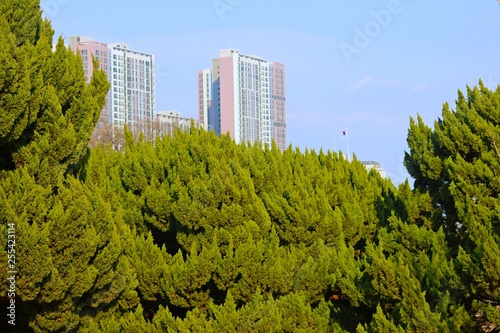 Wallpaper Mural 향나무와 멃이보이는 아파트 Torontodigital.ca