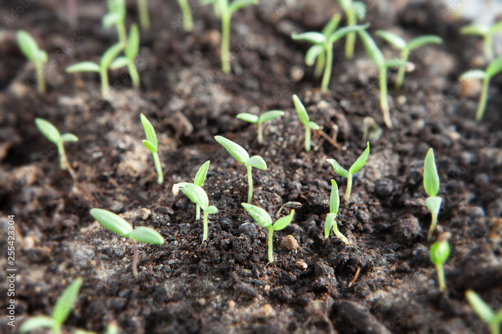 Selective close-up of green seedling. Green salad growing from seed Selective close-up of green seedling. Green salad growing from seed