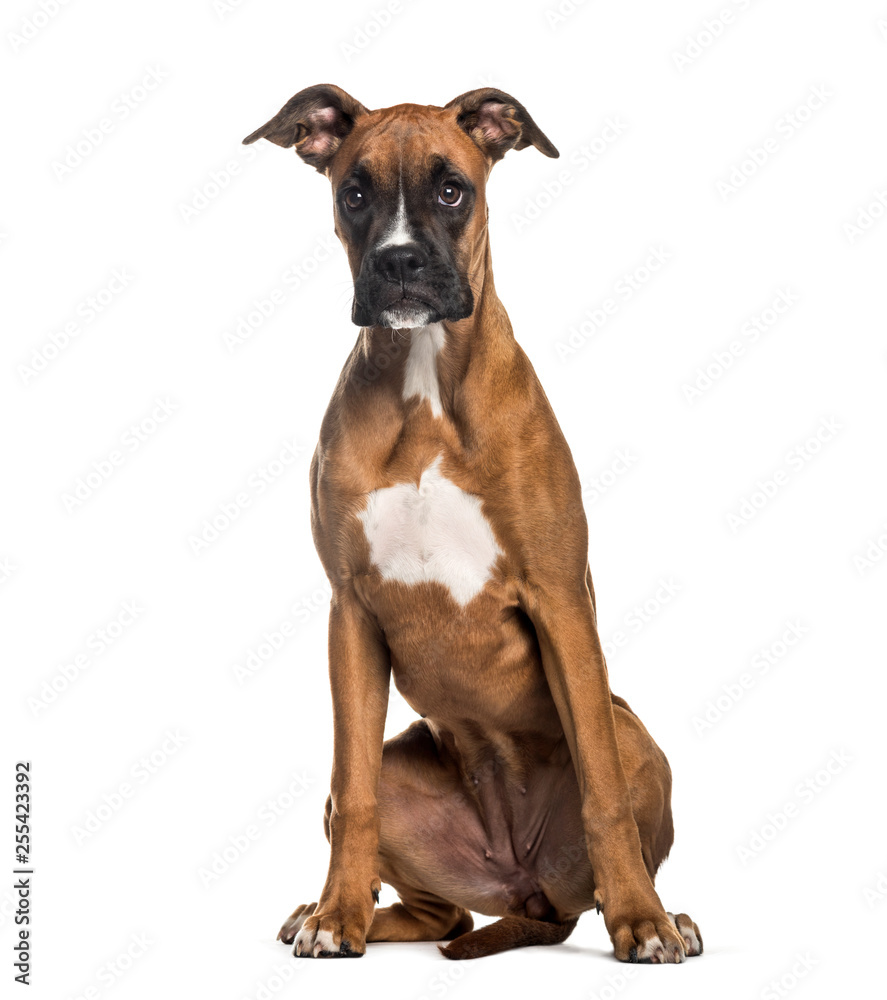 Boxer, 7 months old, sitting in front of white background