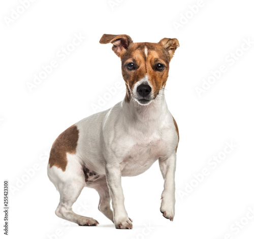 Jack Russell, 1 year old, in front of white background © Eric Isselée