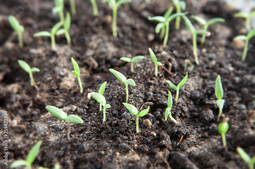 Selective close-up of green seedling. Green salad growing from seed