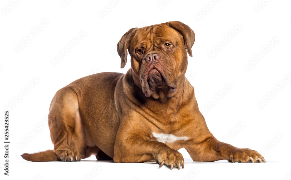 Dogue de Bordeaux, 4 years old, lying in front of white backgrou