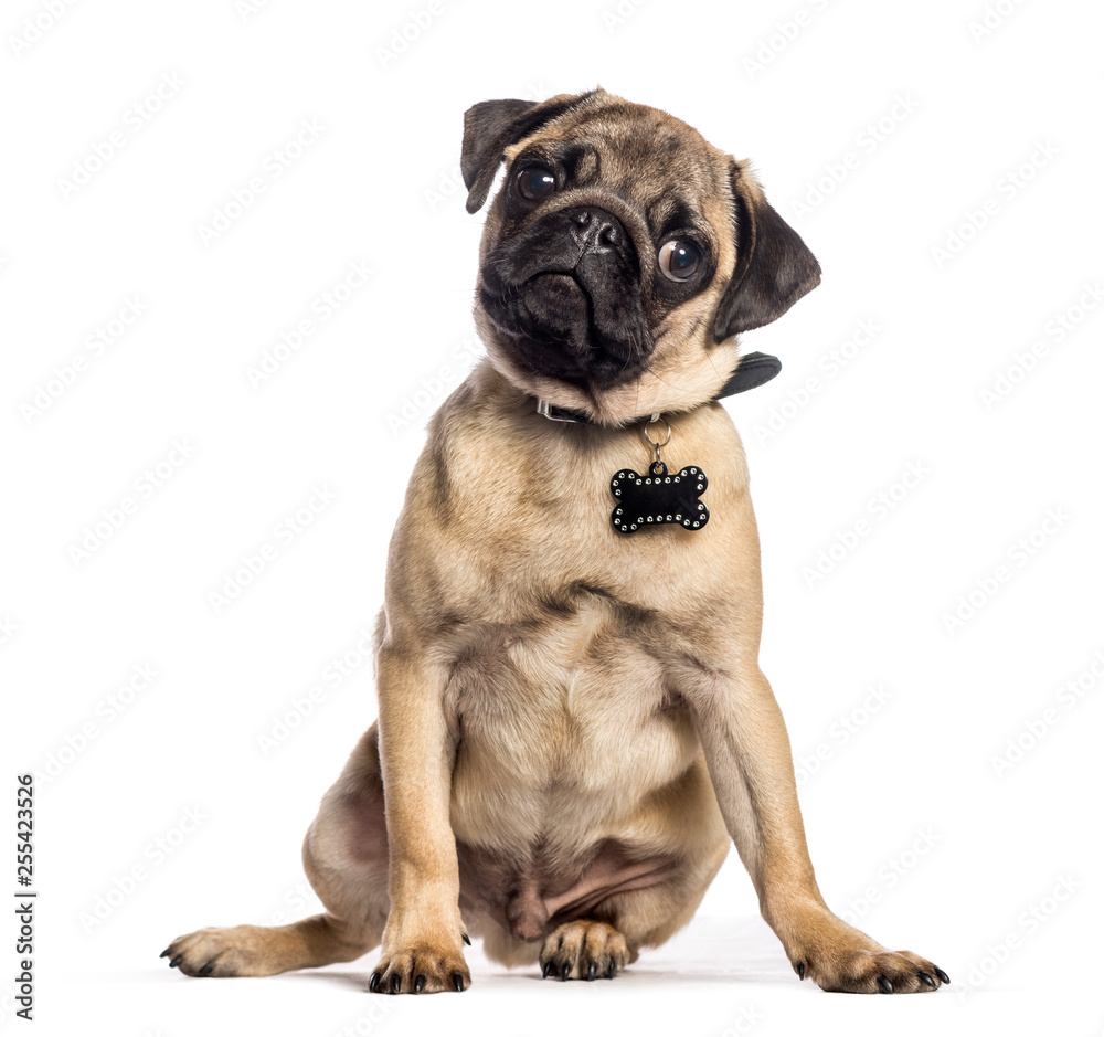 Obraz premium Pug, 4 months old, sitting in front of white background