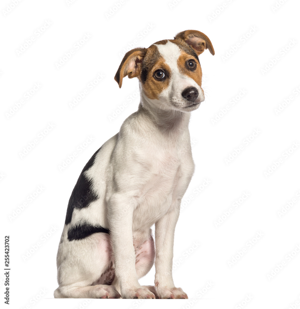 Fox Terrier, 3 months old, sitting in front of white background