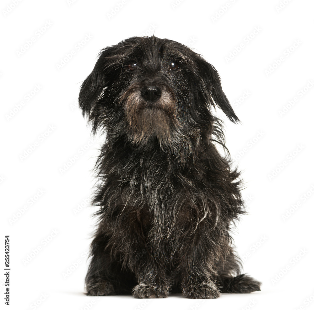 Mixed-breed dog, 13 years old, sitting in front of white backgro