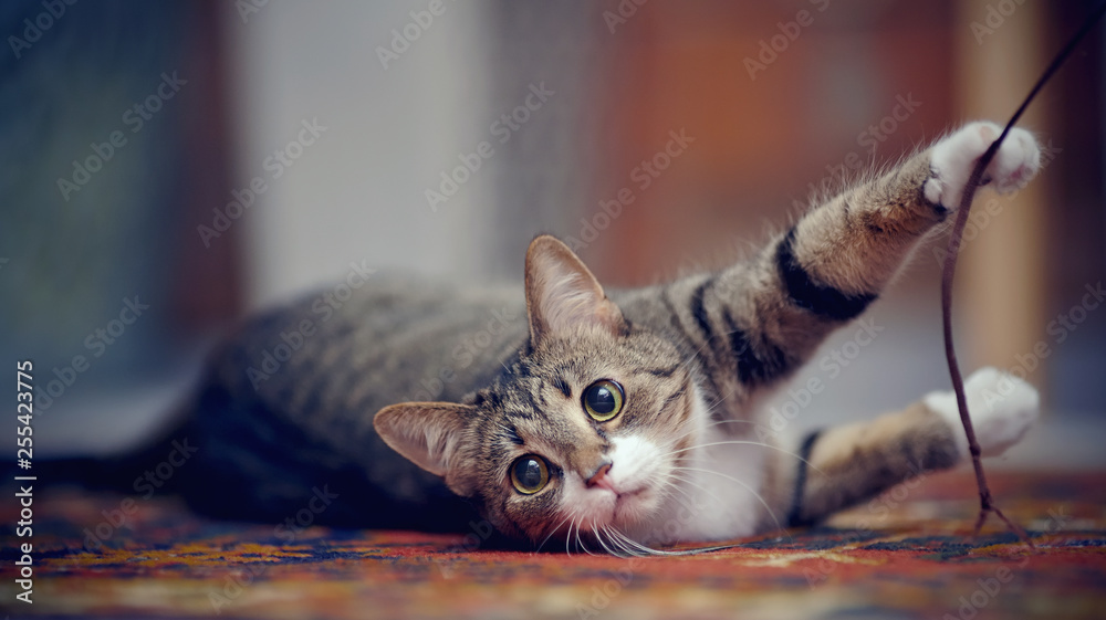 Striped cat with white paws, plays on a carpet - obrazy, fototapety, plakaty 