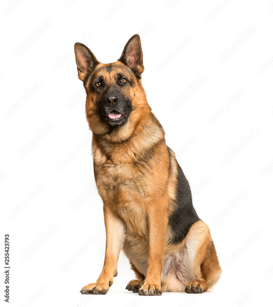 German Shepherd, 3 years old, sitting in front of white backgrou