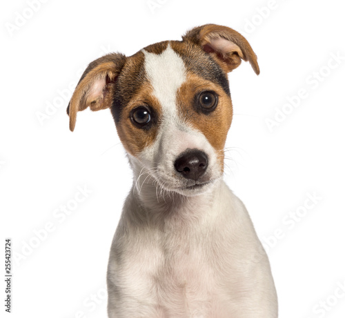 Fox Terrier, 3 months old, in front of white background © Eric Isselée