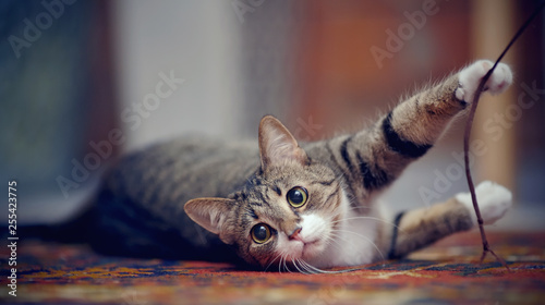 Fotografie, Tablou Striped cat with white paws, plays on a carpet