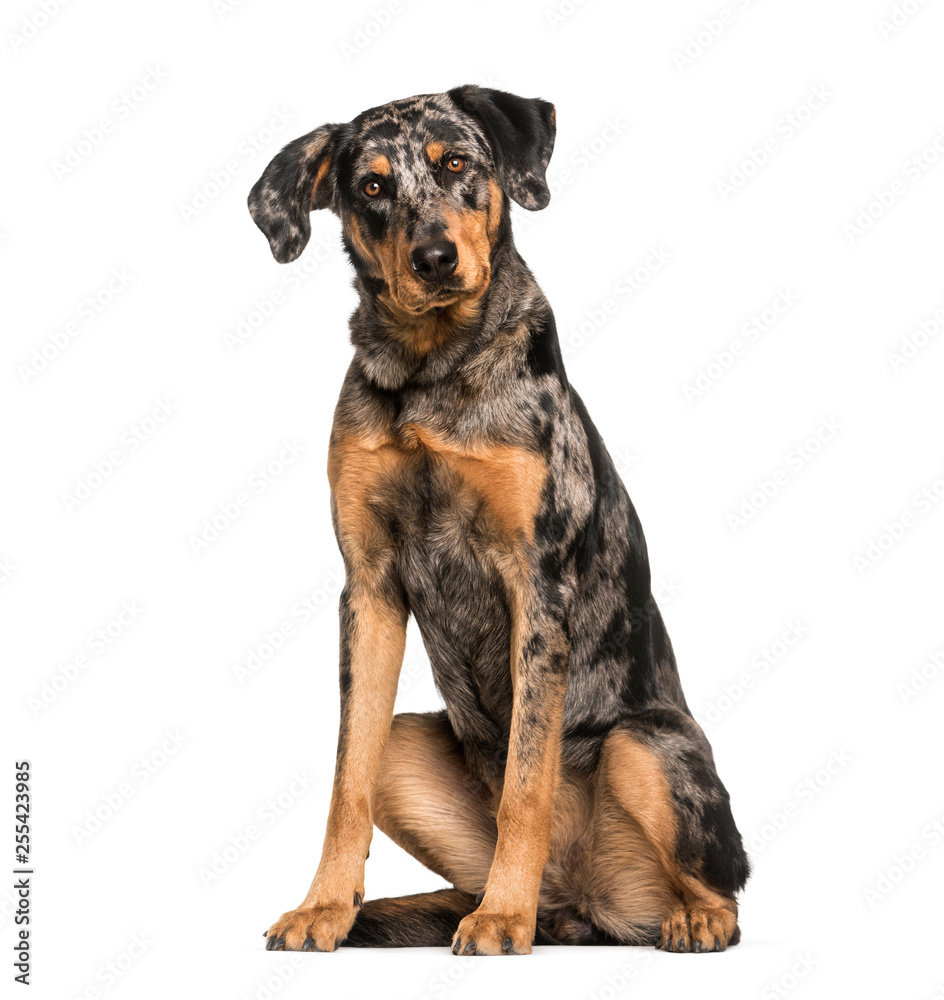 Fototapeta premium Beauceron, 15 months old, sitting in front of white background