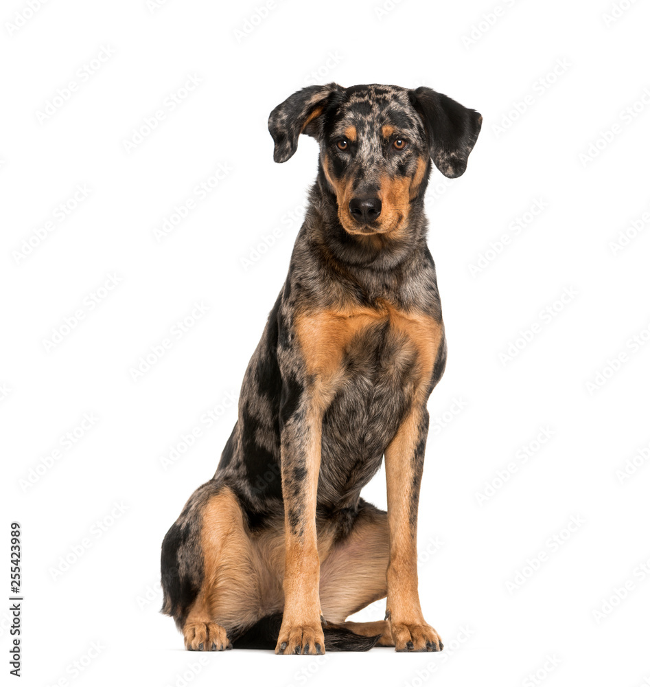 Beauceron, 15 months old, sitting in front of white background