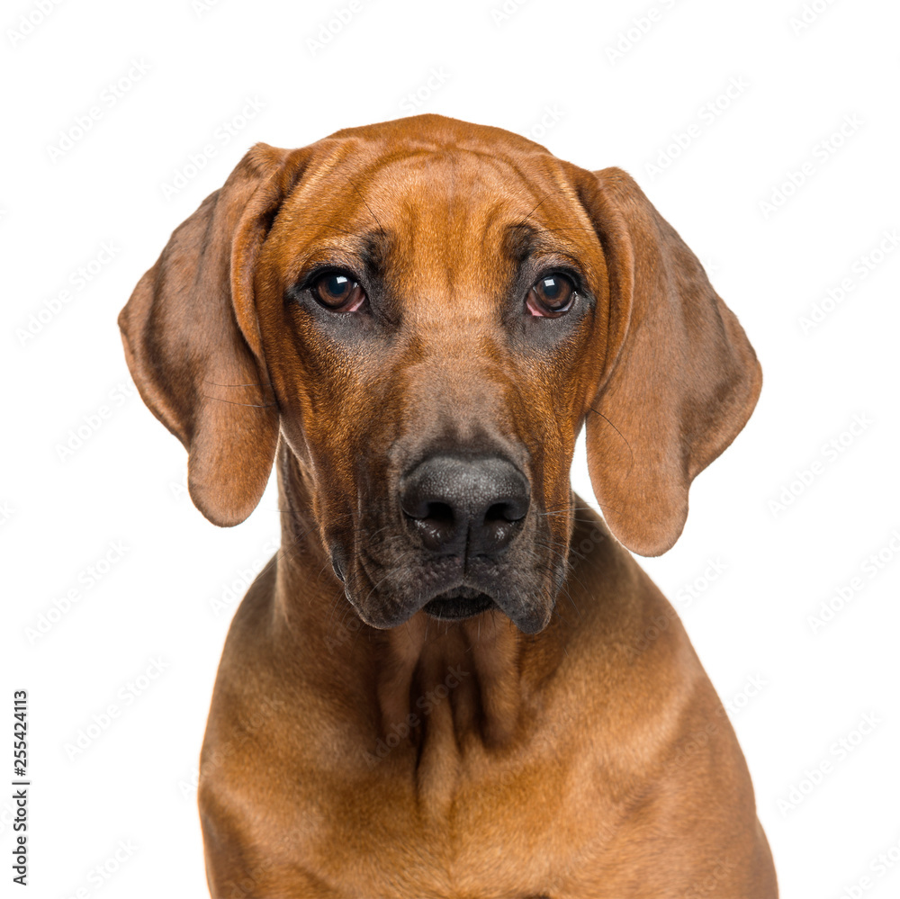 Rhodesian Ridgeback, 5 months old, in front of white background