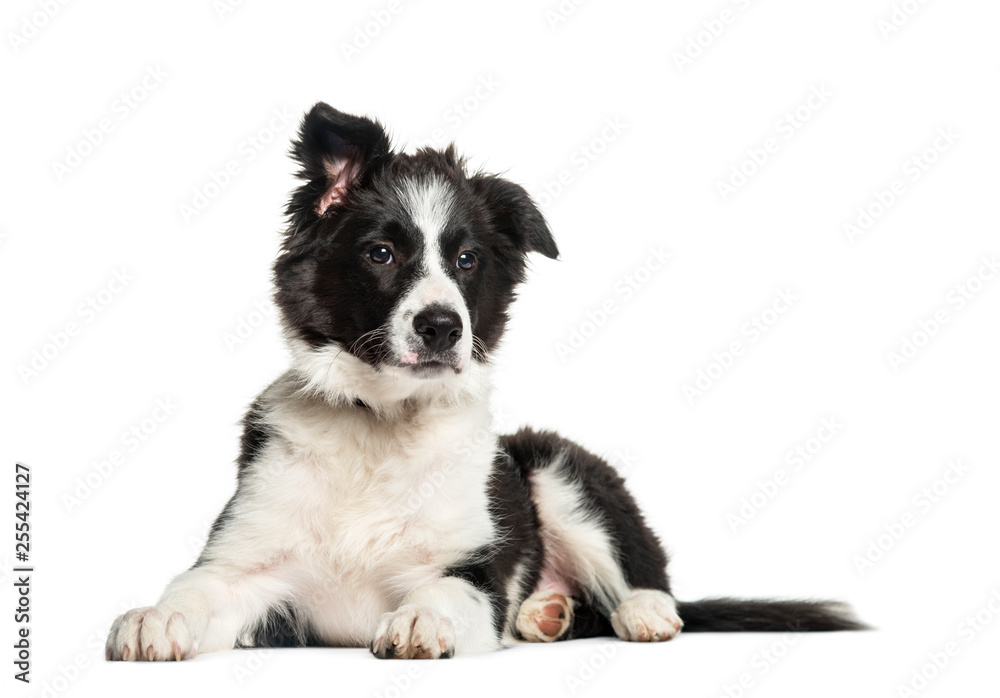 Border Collie, 3 months old, lying in front of white background