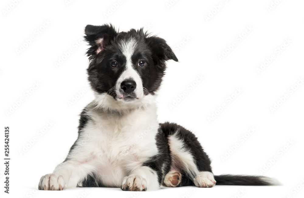 Border Collie, 3 months old, lying in front of white background