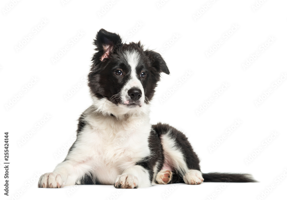 Border Collie, 3 months old, lying in front of white background