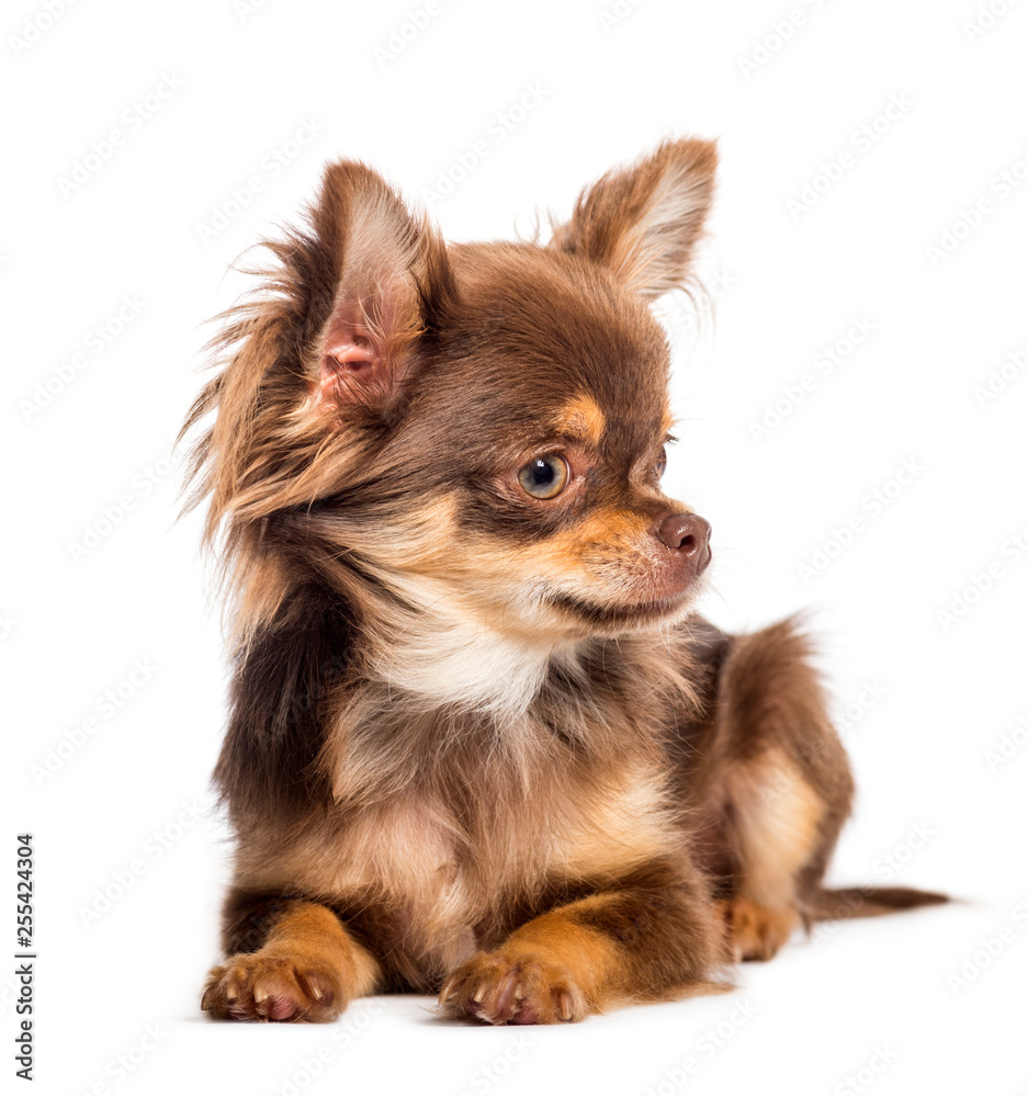 Chihuahua, 6 months old, lying in front of white background