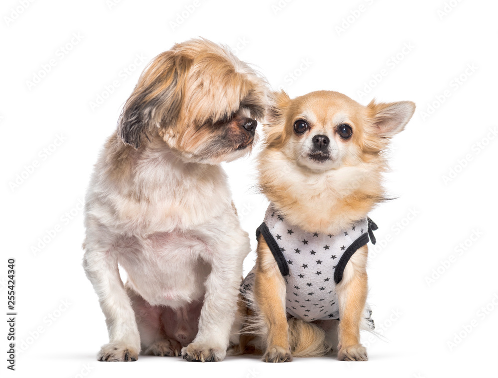 Shih Tzu, Chihuahua sitting in front of white background Shih Tzu, Chihuahua sitting in front of white background