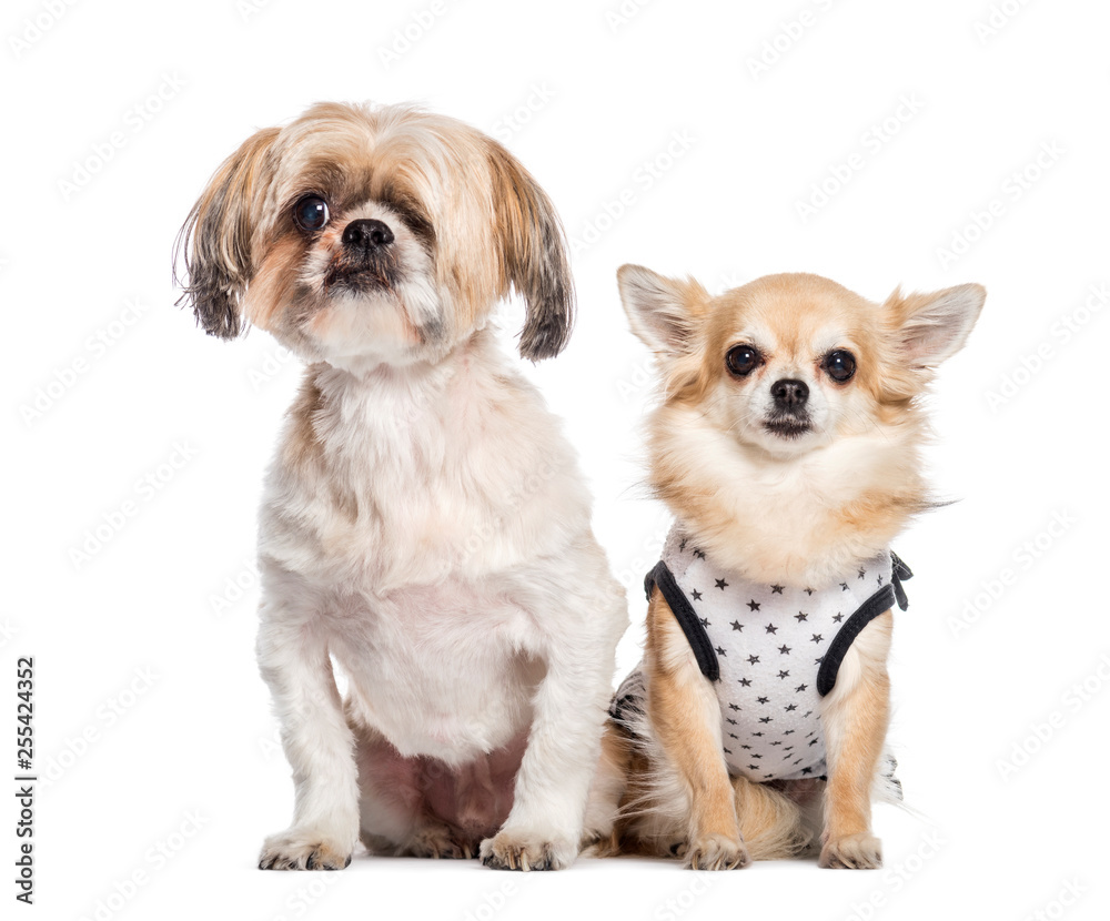 Mixed-breed dog, Chihuahua sitting in front of white background Mixed-breed dog, Chihuahua sitting in front of white background