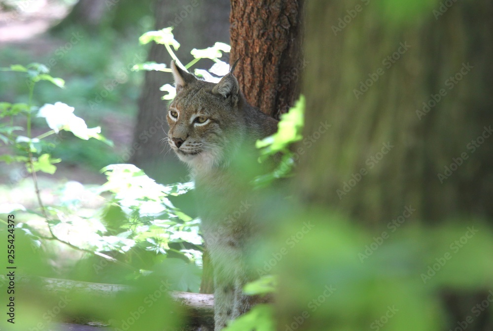Obraz premium luchs