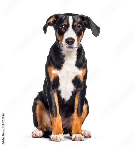 Appenzeller Sennenhund, 4 months old, sitting in front of white