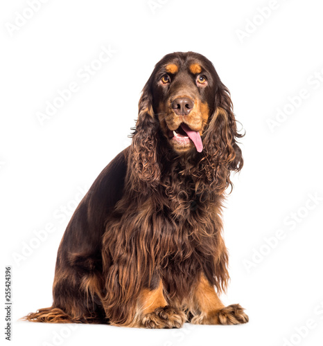 English Cocker Spaniel sitting in front of white background © Eric Isselée