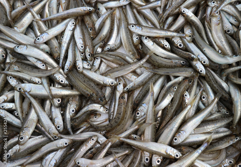 Big scale sand smelt,  Atherina boyeri is the scientific name, very small fish used  in gastronomy mainly fried with wheat flour in oil. Food background