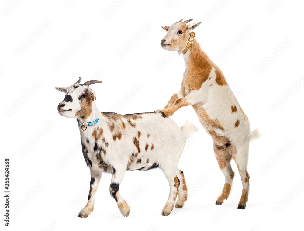Goat preparing to mount other goat in front of white background Goat preparing to mount other goat in front of white background