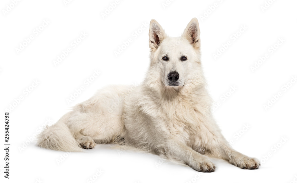 Berger Blanc Suisse lying in front of white background Berger Blanc Suisse lying in front of white background