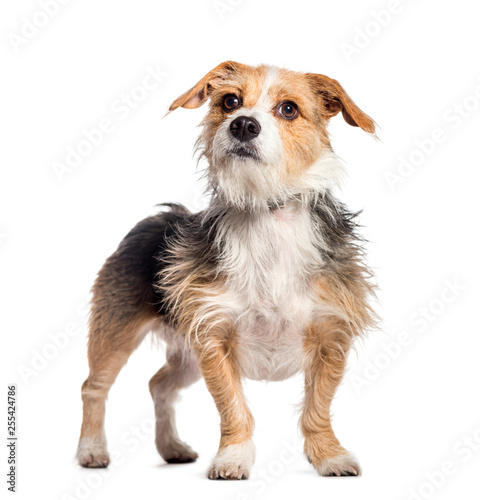 Mixed breed dog in front of white background